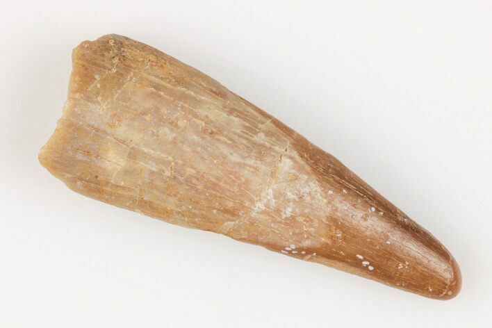 Fossil Pterosaur (Siroccopteryx) Tooth - Morocco #203409